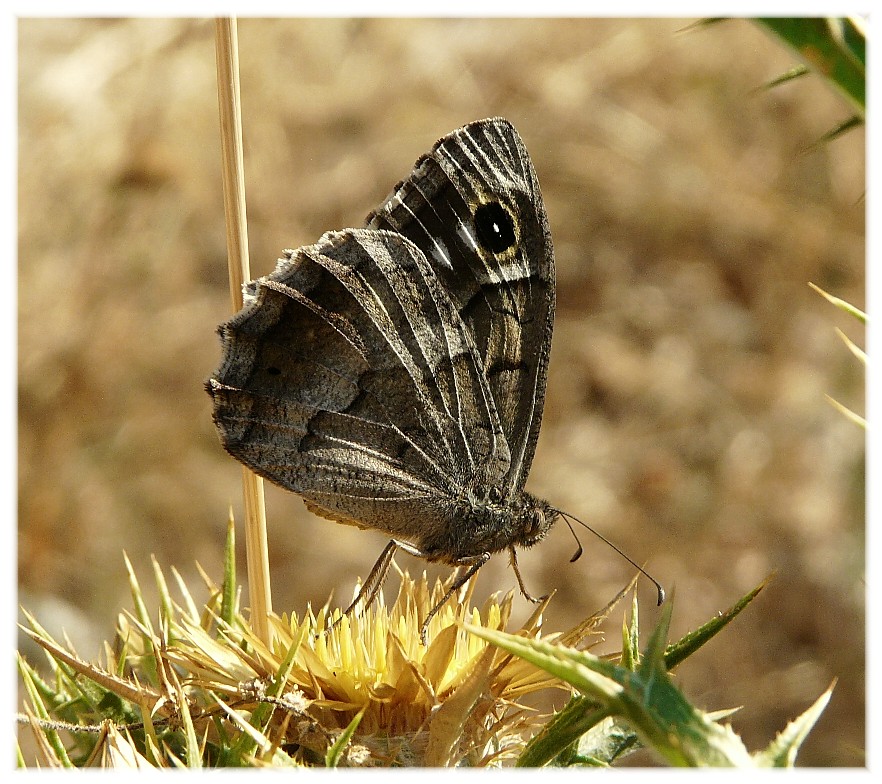 Prova macro con insetti piu'' impegnativi......